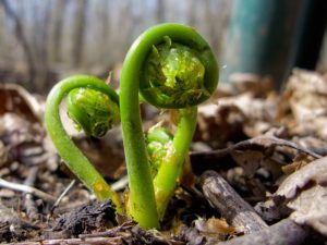 fiddleheadfern